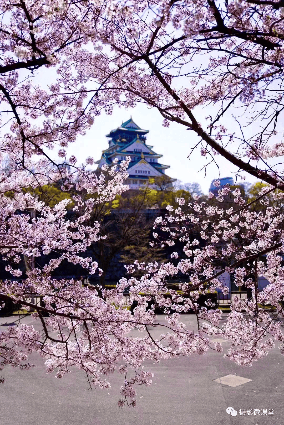 大阪樱花在亚冠中表现出色,备受瞩目的简单介绍 大阪樱花在亚冠中表现出色,备受瞩目的简单介绍